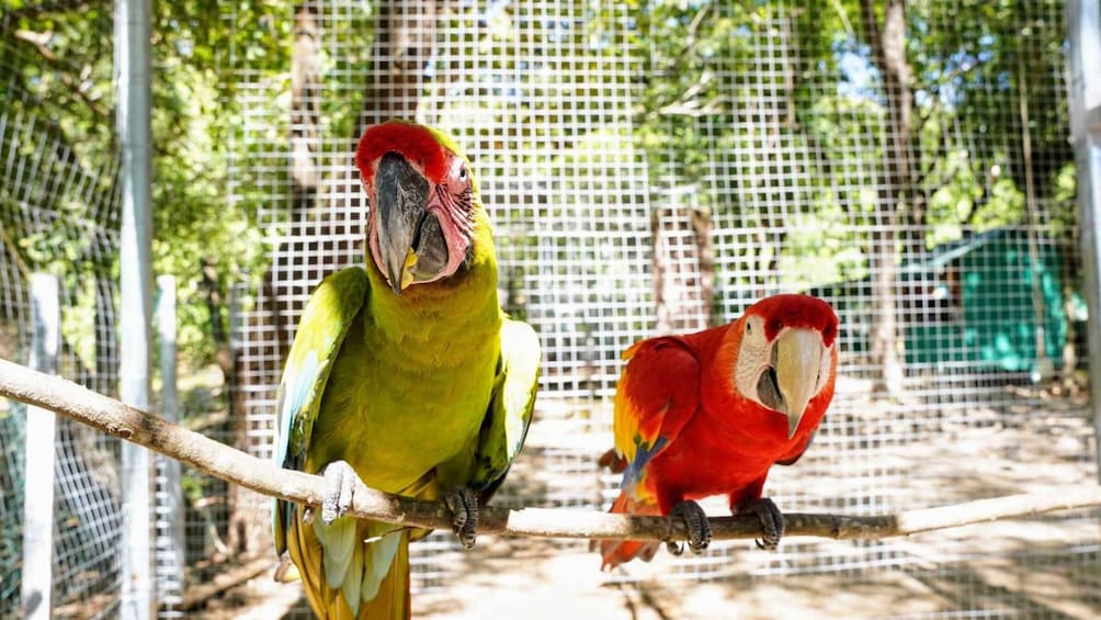 Picture 7 for Activity Roatan: Guiden Tour by the Cristal waters of the Caribbean!