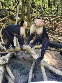 Monkey mangrove tour Quepos Puntarenas