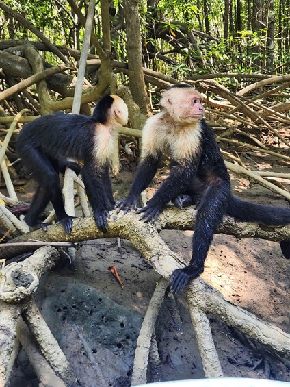 Monkey mangrove tour Quepos Puntarenas