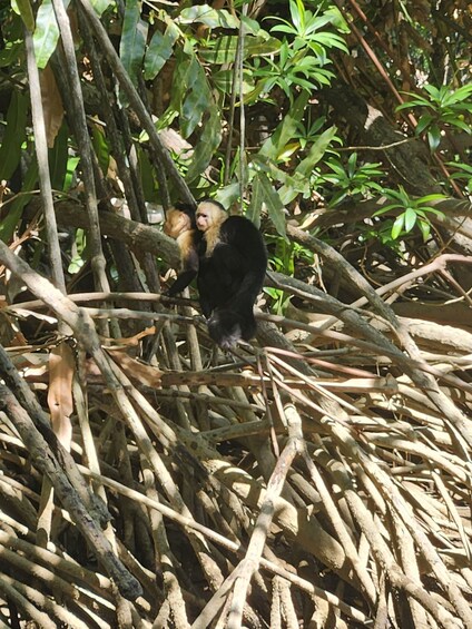 Picture 5 for Activity Monkey mangrove tour Quepos Puntarenas