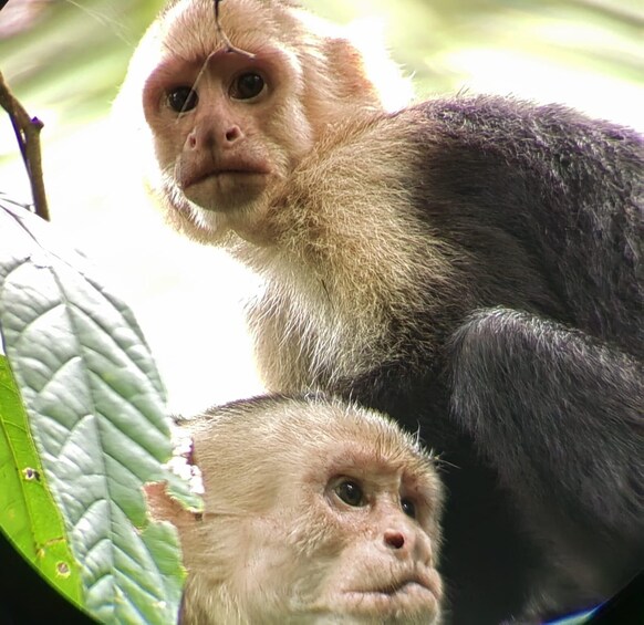 Picture 3 for Activity Monkey mangrove tour Quepos Puntarenas