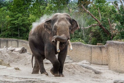 Emmen: Wildlands Adventure Zoo and Rimbula River Boat Ride