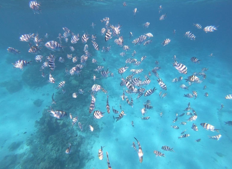Picture 2 for Activity Tahiti island: 5 hours Snorkeling Picnic