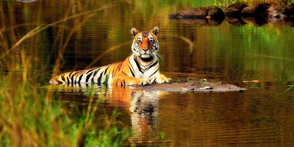 From Delhi: 5-Day Tiger Safari & Golden Triangle Tour