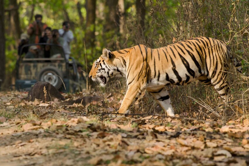 Picture 1 for Activity From Delhi: 5-Day Tiger Safari & Golden Triangle Tour