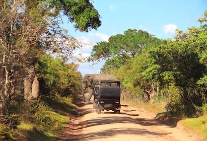 From Tangalle: Shuttle to Nuwara Eliya with Udawalawe Safari