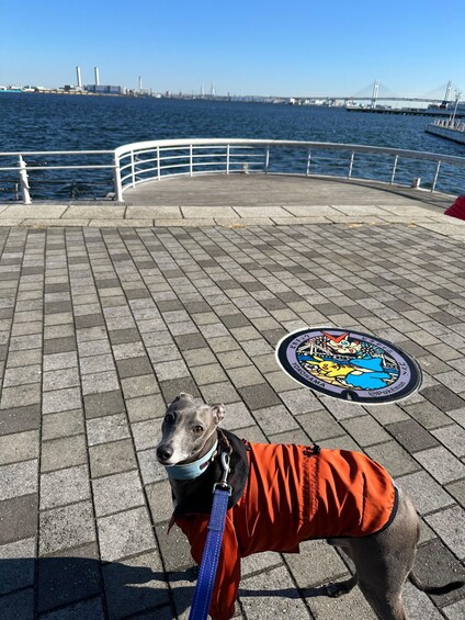 Picture 5 for Activity Yokohama: Family tour with Manhole covers & Vehicles