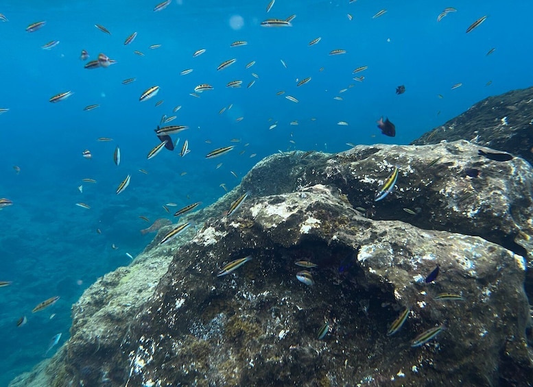 Picture 17 for Activity Abades: Guided Snorkeling Tour with Photos