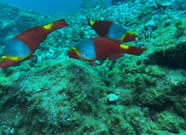 Picture 16 for Activity Abades: Guided Snorkeling Tour with Photos