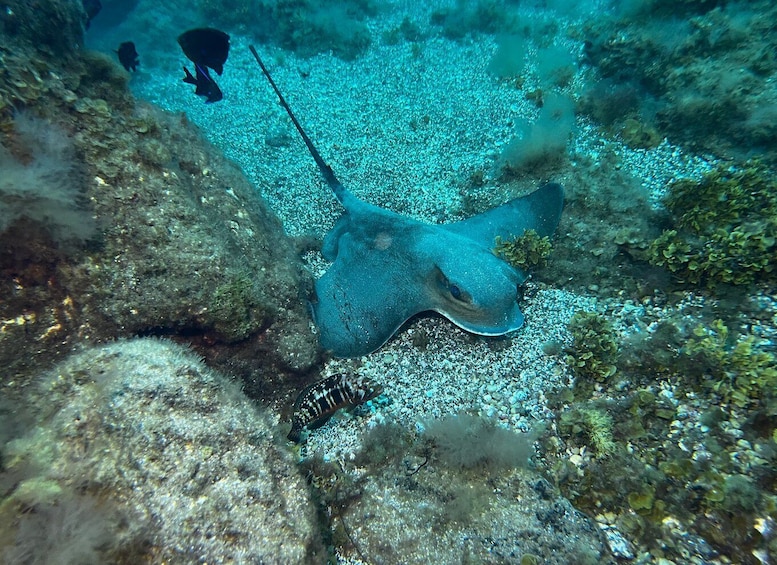 Picture 3 for Activity Abades: Guided Snorkeling Tour with Photos