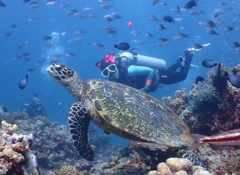 Picture 7 for Activity Discover Scuba Diving in Boracay