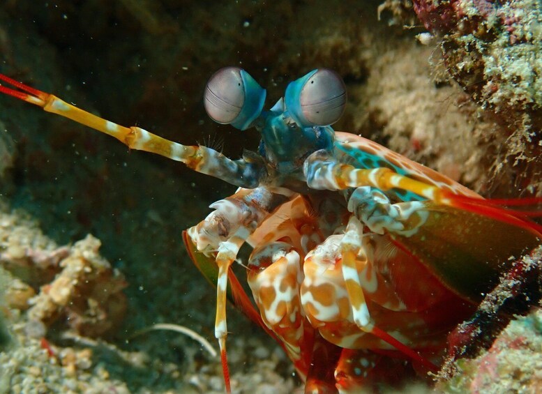 Picture 9 for Activity Discover Scuba Diving in Boracay