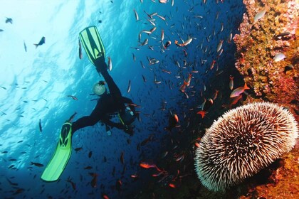 Descubre el buceo en Boracay