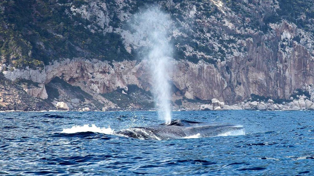 Picture 1 for Activity From Cala Gonone: Whale Watching in the Gulf of Orosei