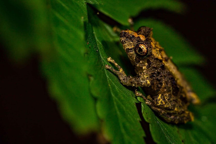 Picture 6 for Activity Night experience in Monteverde