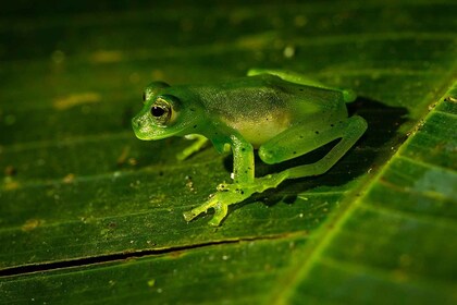 Night experience in Monteverde