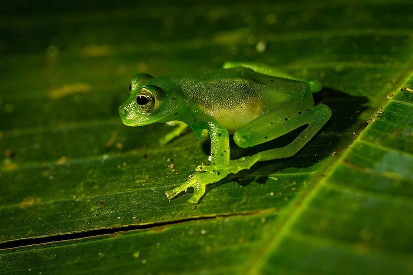 Night experience in Monteverde