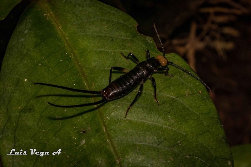 Picture 7 for Activity Night experience in Monteverde