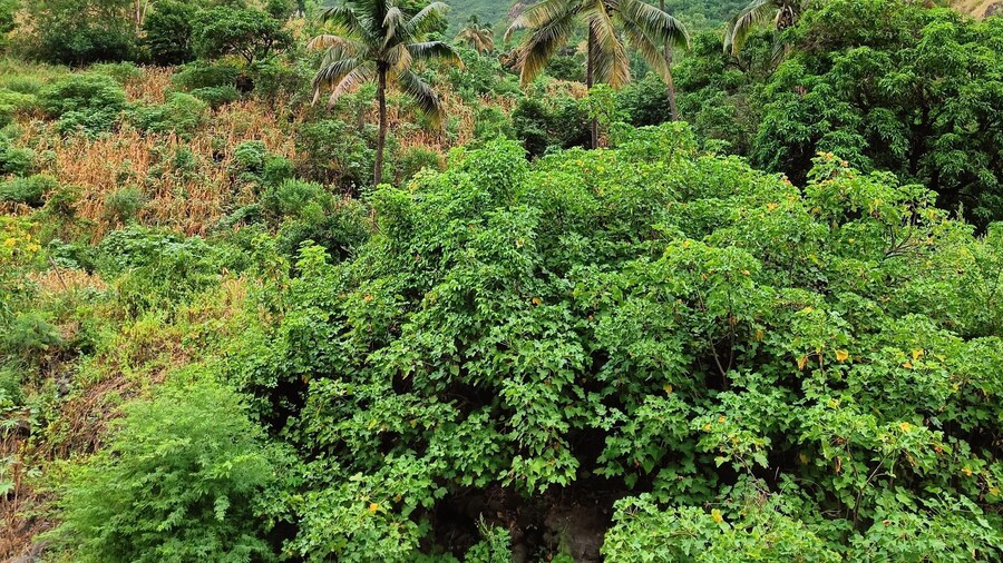 Island Tour specially designed for cruise guests