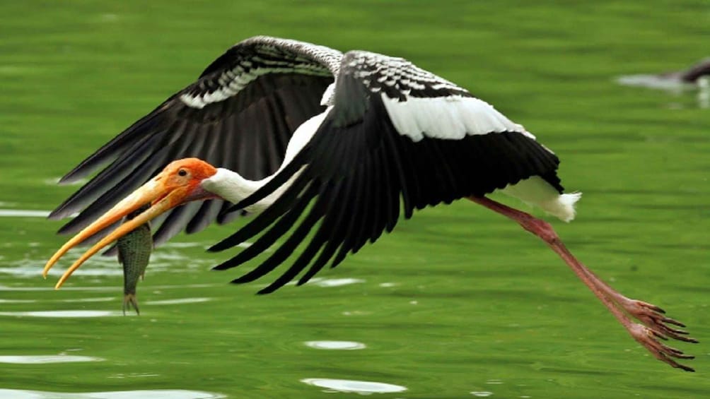 Picture 5 for Activity Keoladeo Bird Park Tour with one way transfer Jaipur to Agra