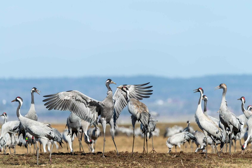 Picture 1 for Activity Keoladeo Bird Park Tour with one way transfer Jaipur to Agra