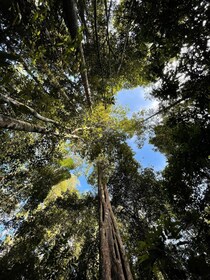 ランカウイ朝の熱帯雨林ウォーキングツアー