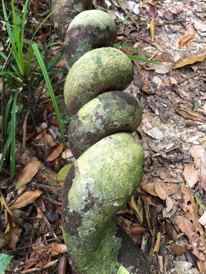 Picture 1 for Activity Langkawi: Morning Rainforest Walking Tour