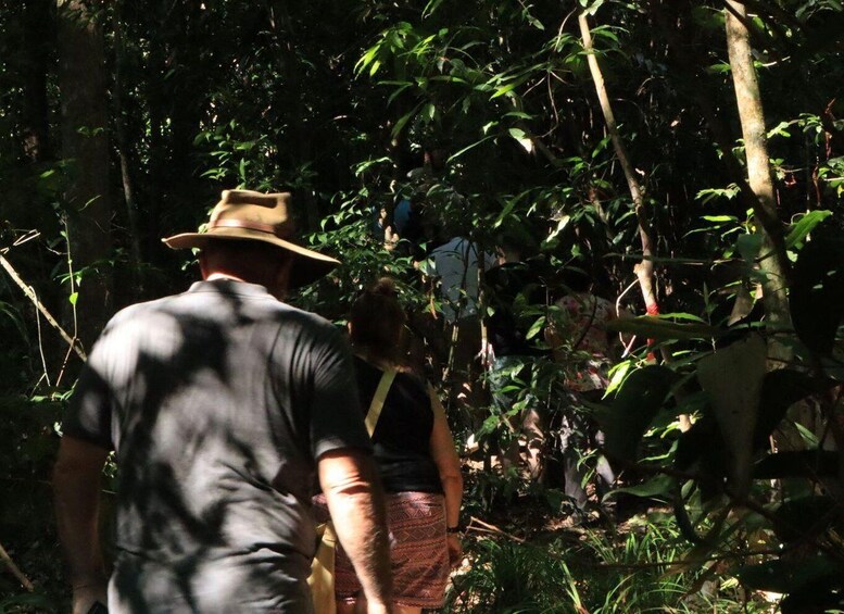 Picture 3 for Activity Langkawi: Morning Rainforest Walking Tour