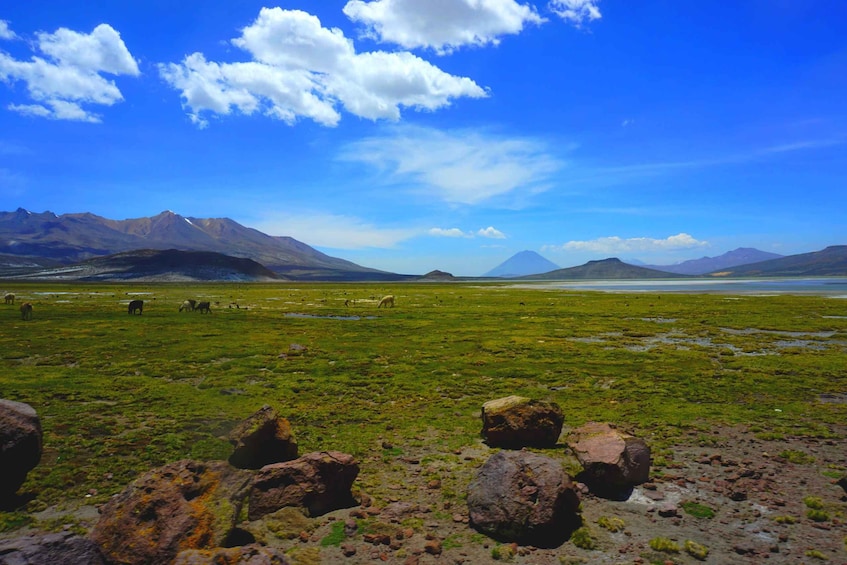 Picture 4 for Activity Salinas Salt Lagoon Private tour: Day Trip from Arequipa