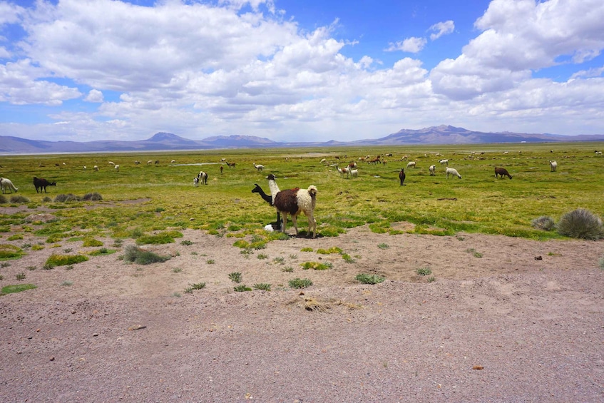 Picture 1 for Activity Salinas Salt Lagoon Private tour: Day Trip from Arequipa