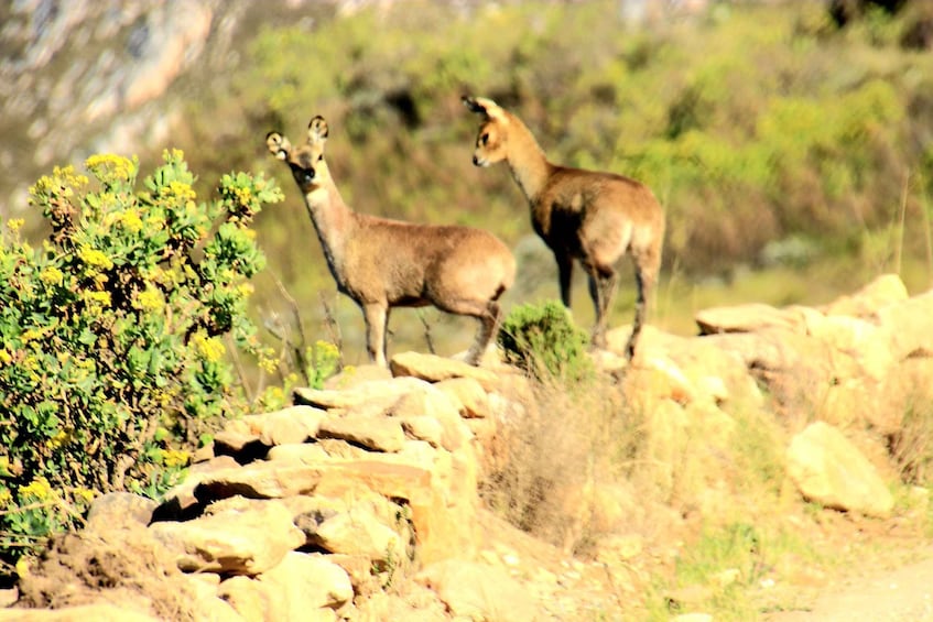 Picture 10 for Activity Swartberg: Half Day Swartberg Pass and Private Guided Tour