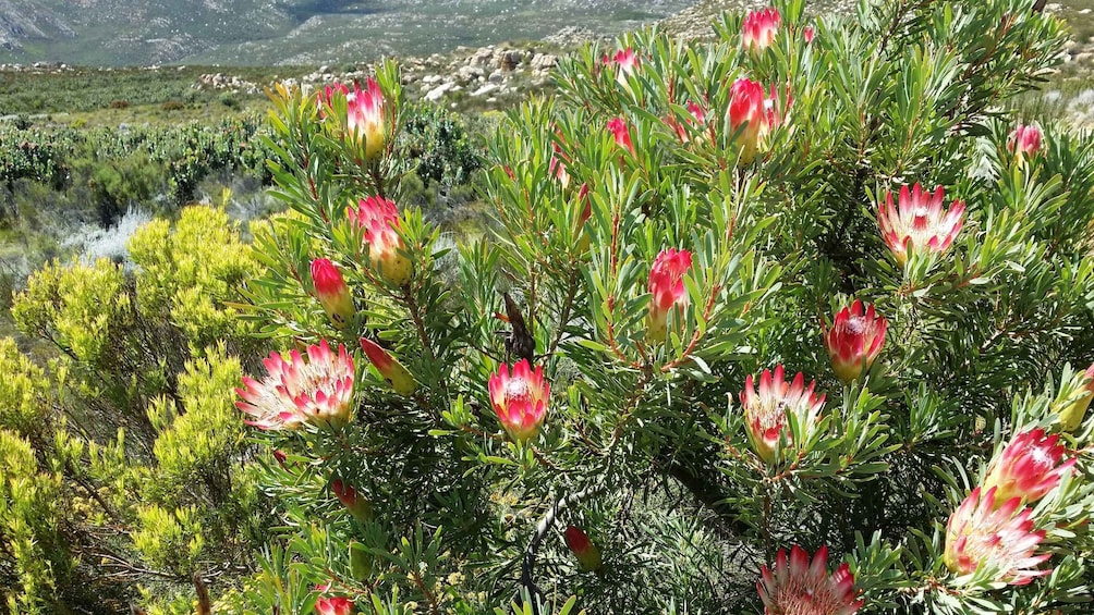 Picture 11 for Activity Swartberg: Half Day Swartberg Pass and Private Guided Tour