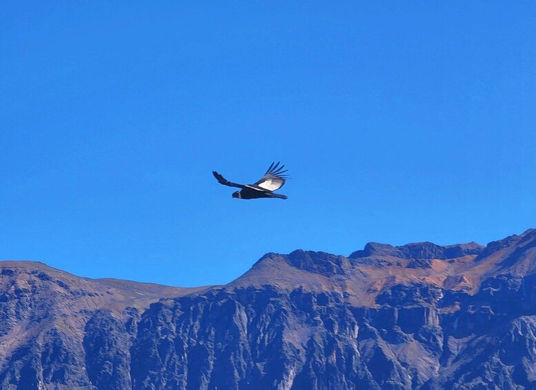 Picture 3 for Activity From Arequipa: 2 Day tour Colca Canyon ending in Puno