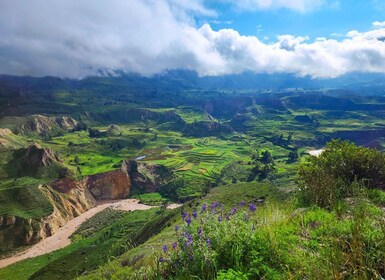 From Arequipa: 2 Day tour to Colca Canyon ending in Puno