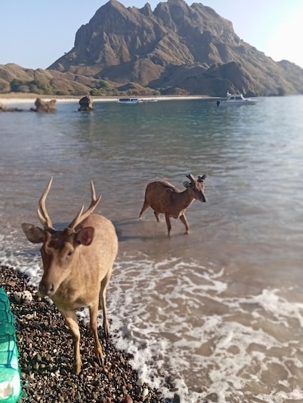 Picture 13 for Activity Labuan Bajo: One Day Tour to Explore Komodo National Park