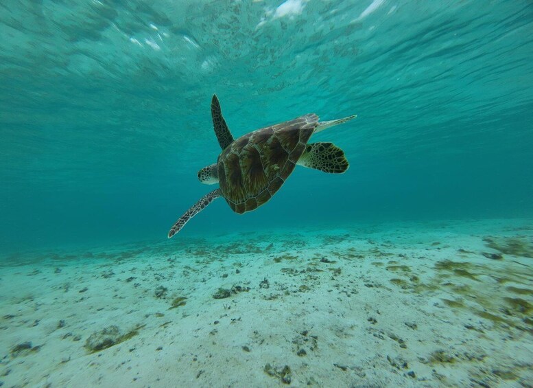 Picture 9 for Activity Labuan Bajo: One Day Tour to Explore Komodo National Park