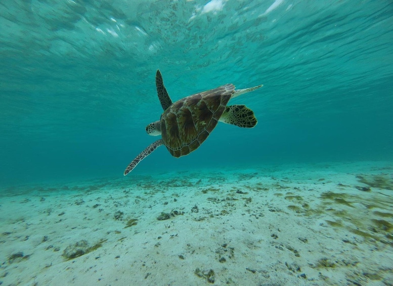 Picture 9 for Activity Labuan Bajo: One Day Tour to Explore Komodo National Park