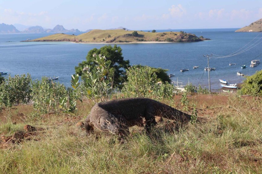 Picture 7 for Activity Labuan Bajo: One Day Tour to Explore Komodo National Park