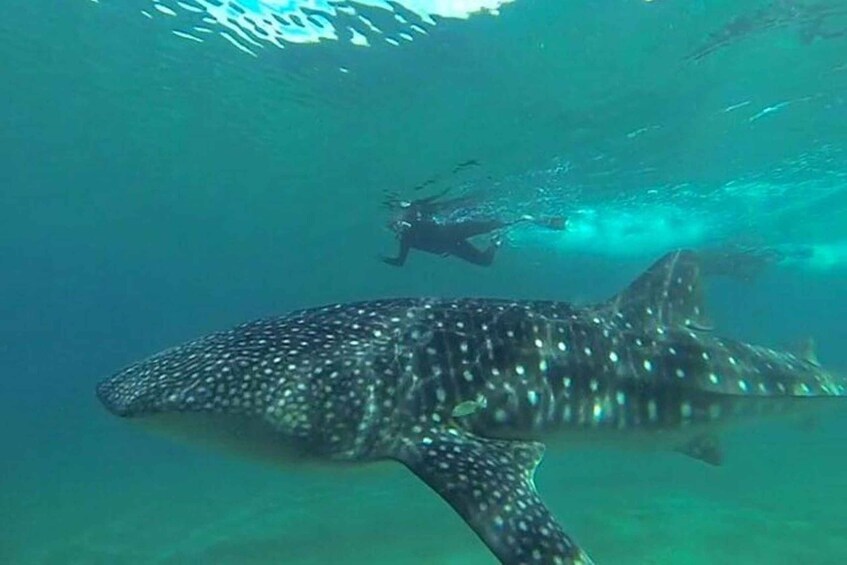 Picture 2 for Activity From La Paz: Whale Sharks, Sea Lions & Balandra Beach Combo