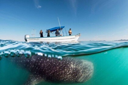 From La Paz: Whale Sharks, Sea Lions & Balandra Beach Combo