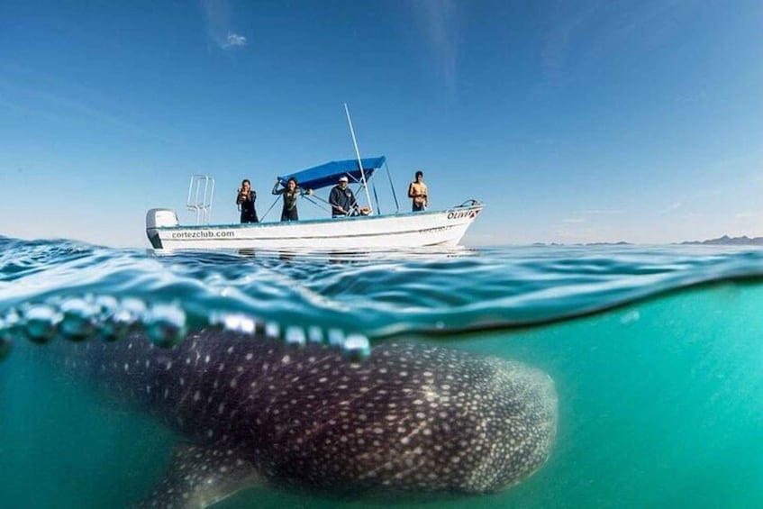 From La Paz: Whale Sharks, Sea Lions & Balandra Beach Combo