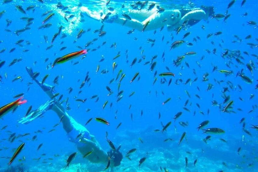 Picture 1 for Activity From La Paz: Whale Sharks, Sea Lions & Balandra Beach Combo