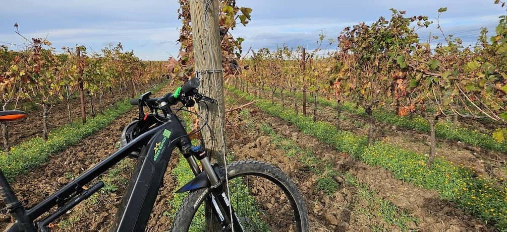 Picture 10 for Activity Puglia: E-Bike Adventure and Primitivo Wine Tour