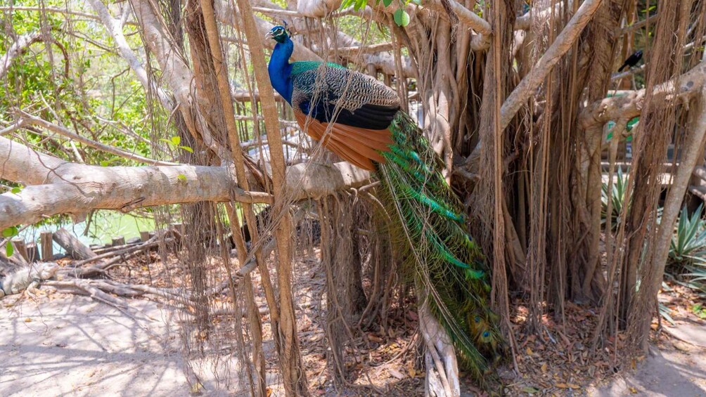 Picture 8 for Activity National Aviary and Playa Blanca Plankton Full-Day Tour