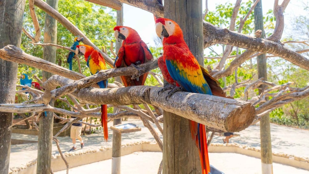 Picture 5 for Activity National Aviary and Playa Blanca Plankton Full-Day Tour