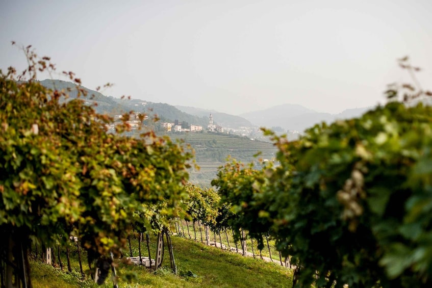Picture 1 for Activity Lake Garda: Valpolicella Wine and Food Tour