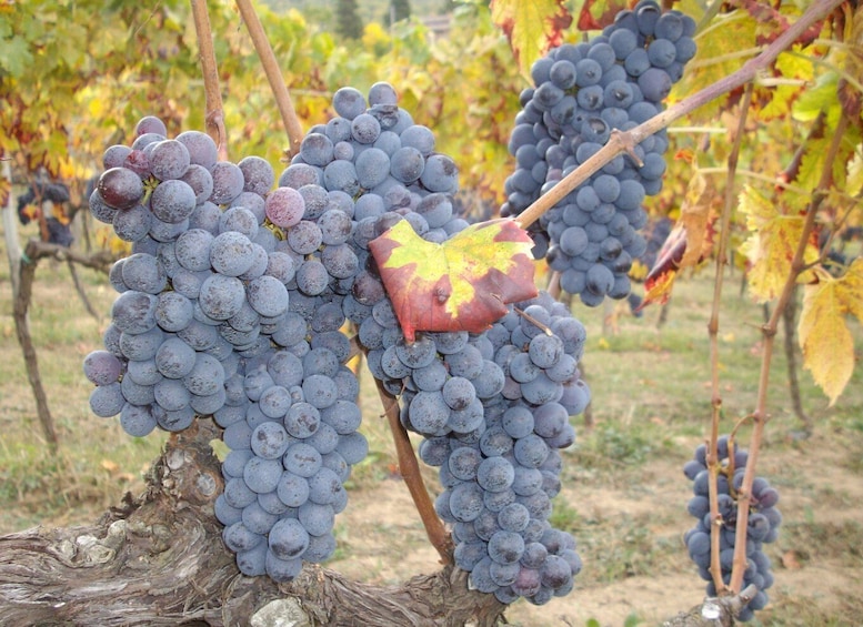 Picture 3 for Activity Lake Garda: Valpolicella Wine and Food Tour