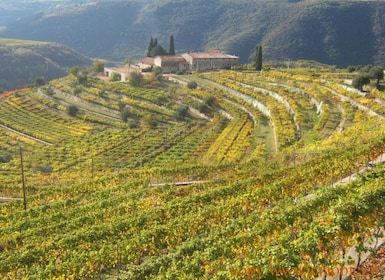 Lake Garda: Valpolicella Wine and Food Tour