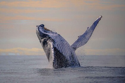 Depuis Cali : Journée d'observation des baleines à Buenaventura