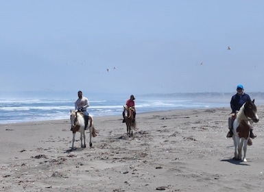 Horse Riding & Barbecue, Ritoque Sand Dunes & Beach F. Valpo